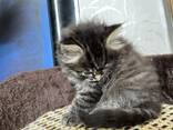 Милые котята ищут любящий дом! - photo 3