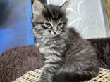 Einzigartige Maine-Coon-Mix-Kätzchen suchen ein liebevolles Zuhause! - photo 3
