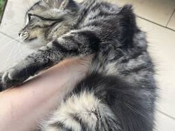 Einzigartige Maine-Coon-Mix-Kätzchen suchen ein liebevolles Zuhause!