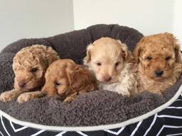 Милые щенки мальтипу, выращенные дома