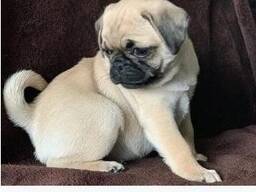 Красивые 12-недельные щенки мопса