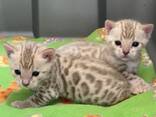 Mini Bengals Kittys Available Now - фото 1