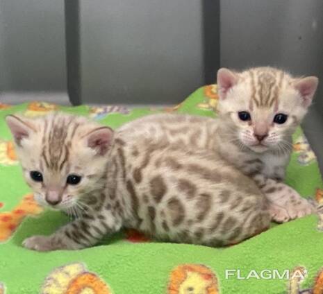 Mini Bengals Kittys Available Now
