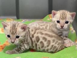 Mini Bengals Kittys Available Now
