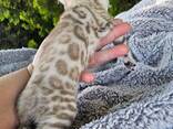 Mini Bengals Kittys Available Now - фото 3