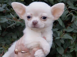 Mini-Chihuahua-Mädchen zu verkaufen