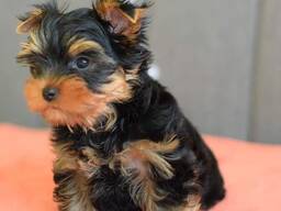 Yorkshire-Terrier-Welpen