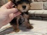 Yorkshire-Terrier-Welpen - фото 3