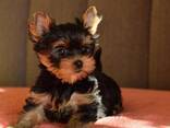 Yorkshire-Terrier-Welpen - фото 2