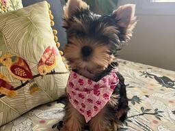 Йоркширского терьера