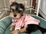 Yorkshire Terrier Welpen - photo 3