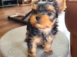Wunderschöne kleine Yorkie-Welpen - фото 1
