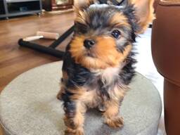 Mini Yorkshire Terrier Welpen