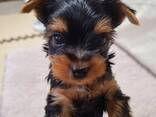 Yorkshire-Terrier-Welpen abzugeben. - фото 2