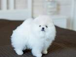 Щенки померанского шпица MINI - photo 1