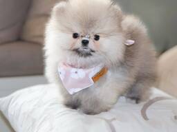 Щенки померанского шпица ищут новые любящие семьи.