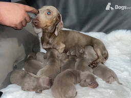 Miniature dachshund puppies