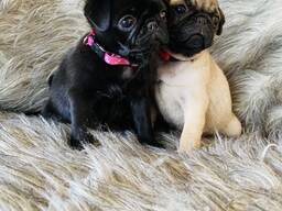 Mops-Welpen abzugeben