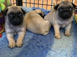 Mops-Welpen suchen ein neues Zuhause!