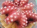Мороженные рыба и морепродукты в Германию от производителя из КНР - фото 7