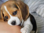 Прекрасные щенки бигля - фото 2