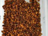 Natural Cattle/Ox Gallstones - фото 2