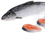 New Batch Fresh Atlantic Salmon Fish From Norway / Atlantic Salmon Fish For Sale Worldwide - photo 5
