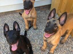 Niedliche Belgische Schäferhundwelpen zu verkaufen.