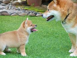 Очень милые щенки сиба-ину