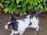 Pappilion hunde - фото 3
