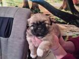 Pekingese welpen - фото 2