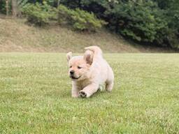 Perfekten Golden-Retriever-Welpen