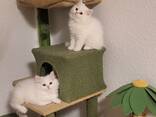 3чистокровных персидских котенка королевского белого окраса (Магдебург) - фото 2