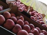 Polish apples (wide range of varieties) - фото 1