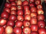 Polish apples (wide range of varieties) - фото 2