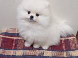 Pomeranian Spitz - фото 1