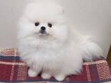 Pomeranian Spitz - фото 2