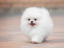 Щенки померанского шпица.