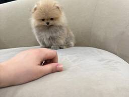 Щенки померанского шпица