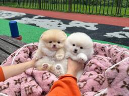 Pomeranian-Welpen verfügbar