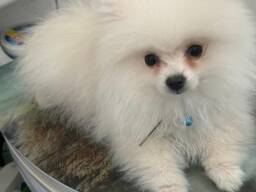 Pomeranian (Zwergspitz) – Weiß – Wunderschön &amp; verspielt