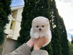 Pomeranianpuppies WhatsApp 13055042855