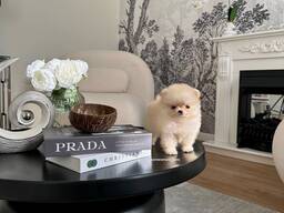 Pomeranianpuppies WhatsApp 13055042855