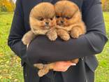 Pomeranianpuppies WhatsApp 13055042855 - фото 2