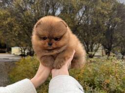 Pomeranianpuppies WhatsApp 13055042855