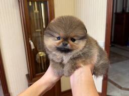 Pomeranianpuppies WhatsApp 13055042855