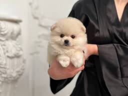Pomeranianpuppies WhatsApp 13055042855