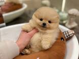 Pomeranianpuppies WhatsApp 13055042855 - фото 1