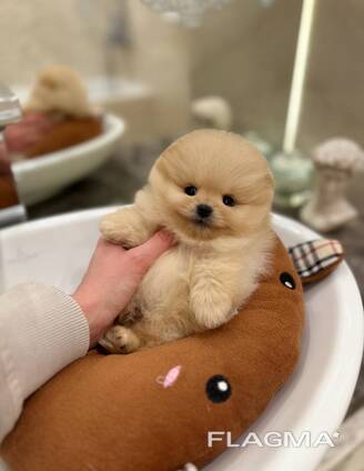 Pomeranianpuppies WhatsApp 13055042855