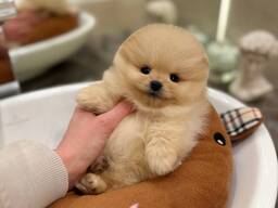 Pomeranianpuppies WhatsApp 13055042855